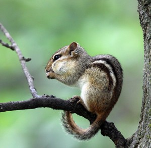 RIP, Chipmunk. RIP, Yard.