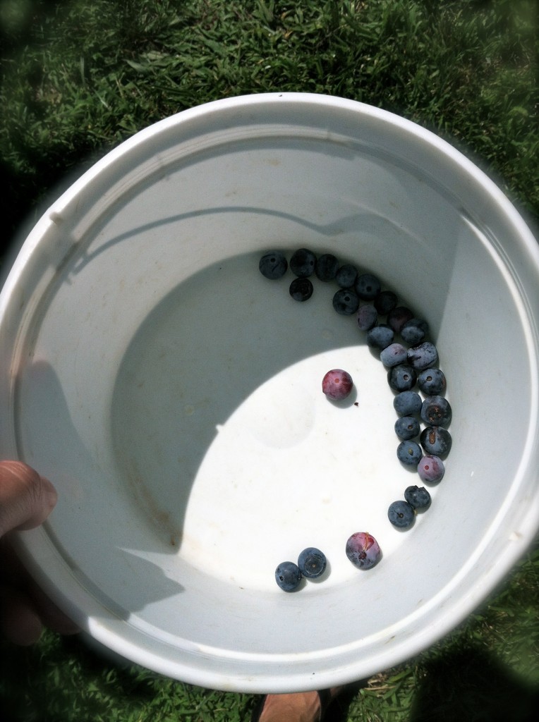 Pick Your Own Blueberries