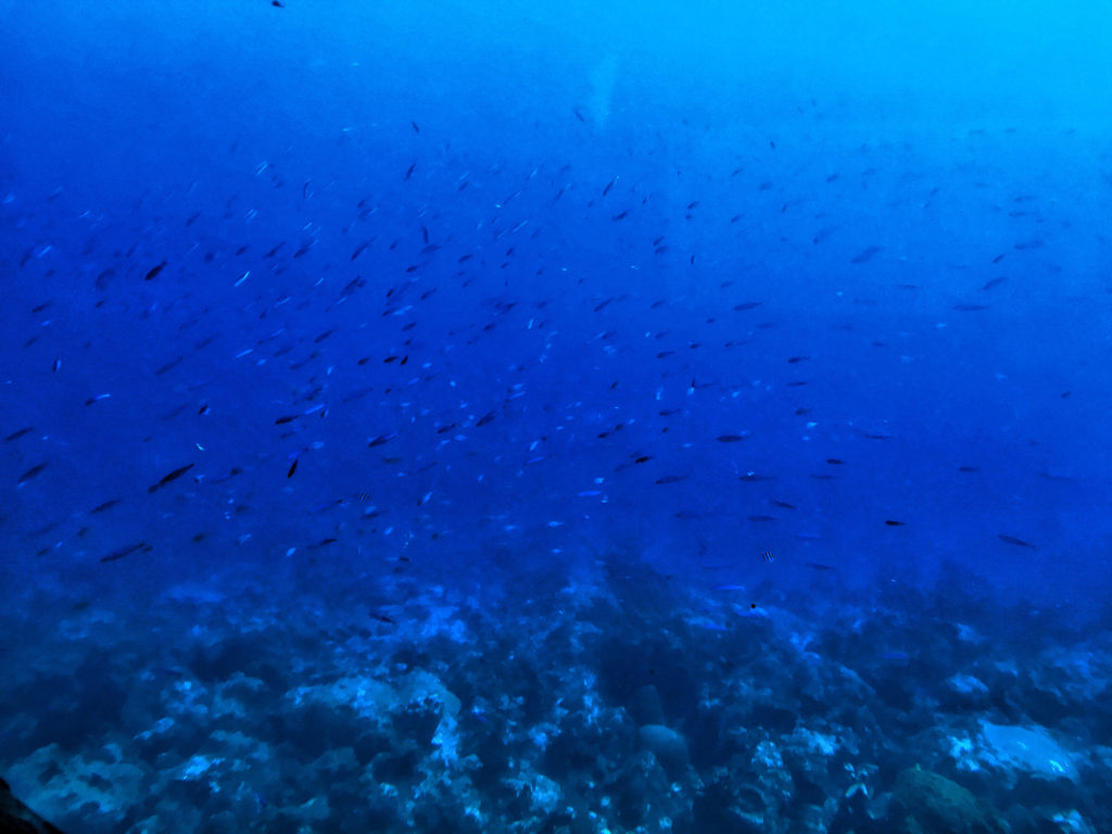 Coral Reef Submarine Barbad