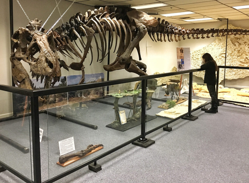 Dinosaur Fossils Murfreesboro