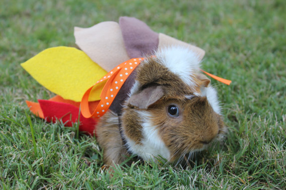 Guinea Pig Turkey Costume