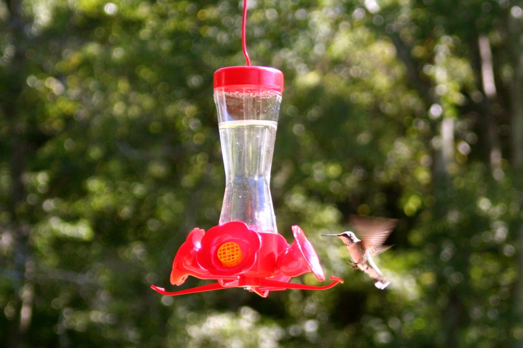 Hummingbird_Feeder