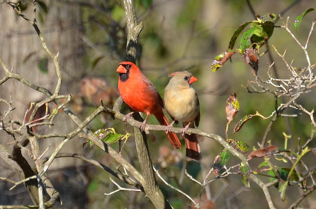 Male_and_Female_Cardinal