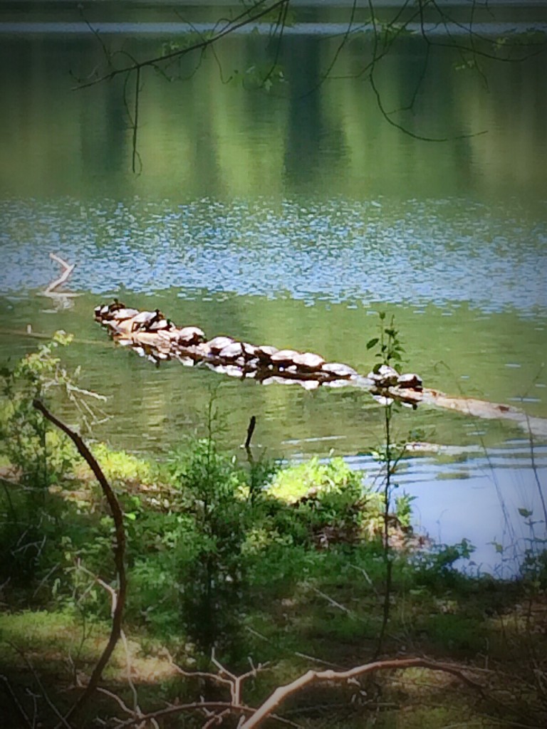 Turtles at Radnor Lake