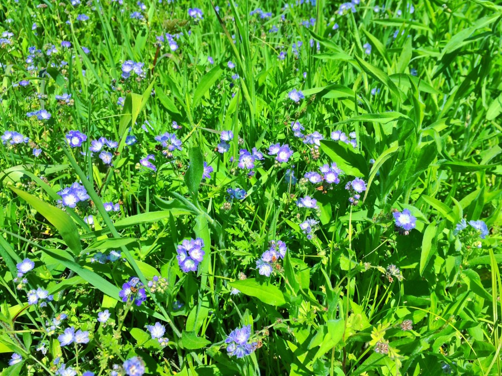 Wildflowers Bison Meadow