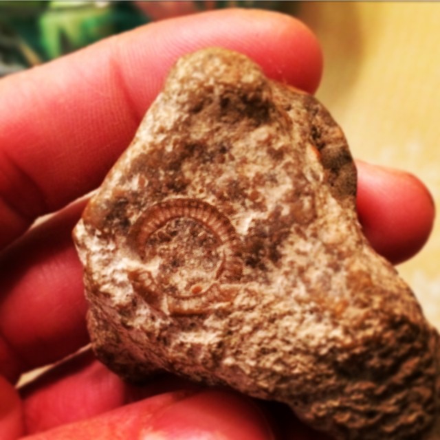 Harpeth River Fossil