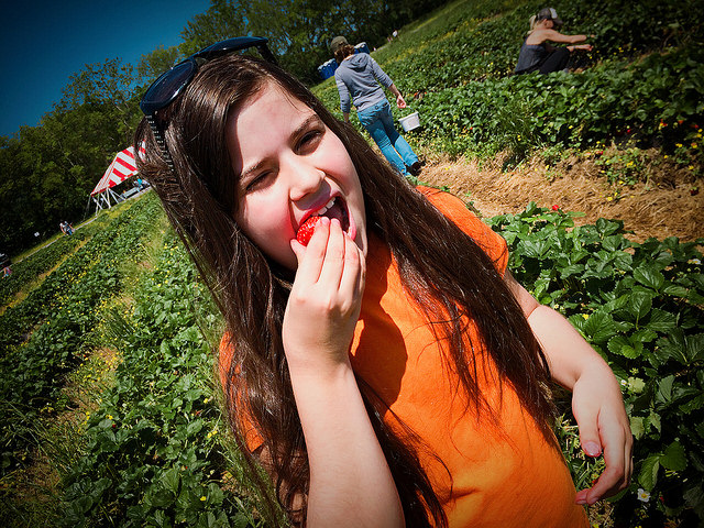 Pick Your Own Strawberries in Nashville