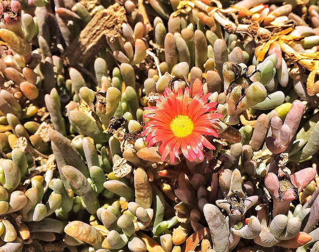 A Flower at Abalone Cove