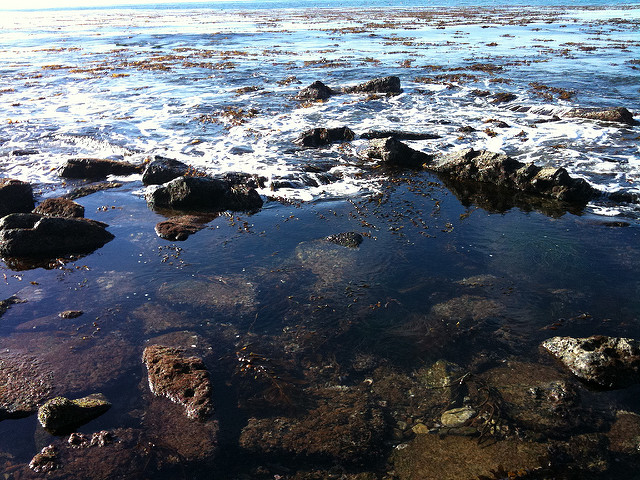 Tide Pools at Abalone Cove