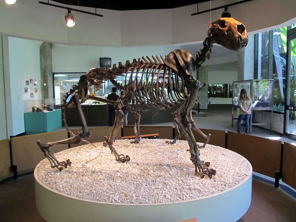 American Lion Fossil at La Brea Tar Pits
