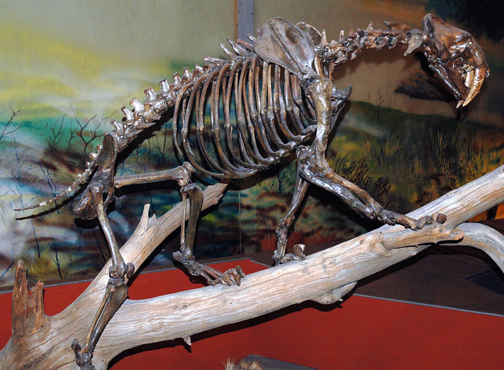 Saber-Toothed Cat Fossil