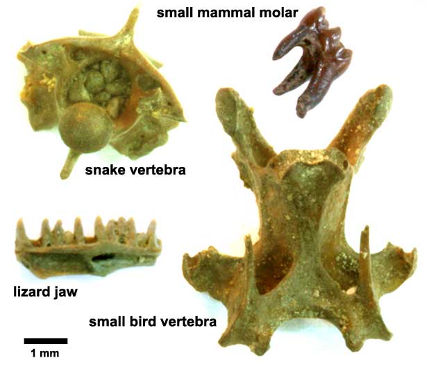 Microfossils found in La Brea Tar Pits
