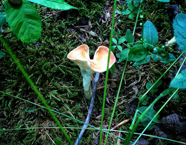Mushrooms of Timberland park