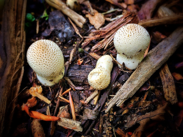 Mushrooms, Timberland Park