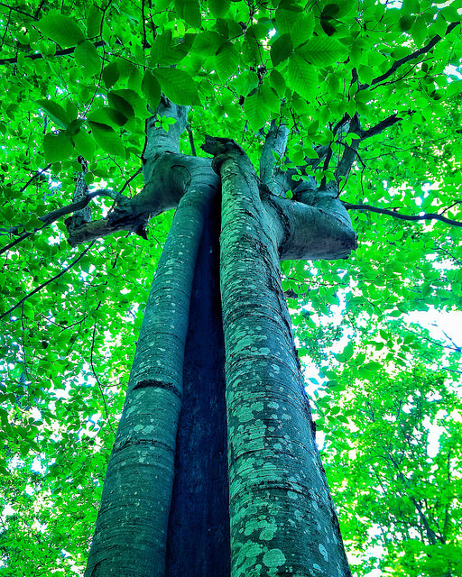 Trees at Timberland park