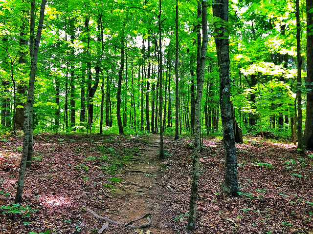 Trails at Montgomery Bell State park