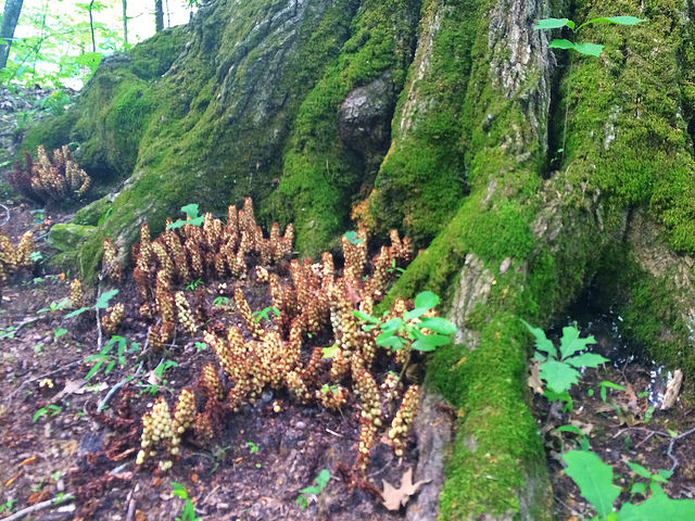 Plants at Montgomery Bell State Park
