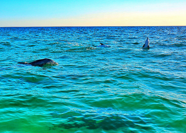 Dolphin Tour Review Panama City Beach