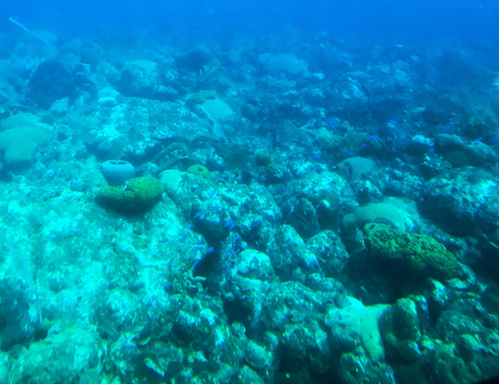 Coral Reef Barbados
