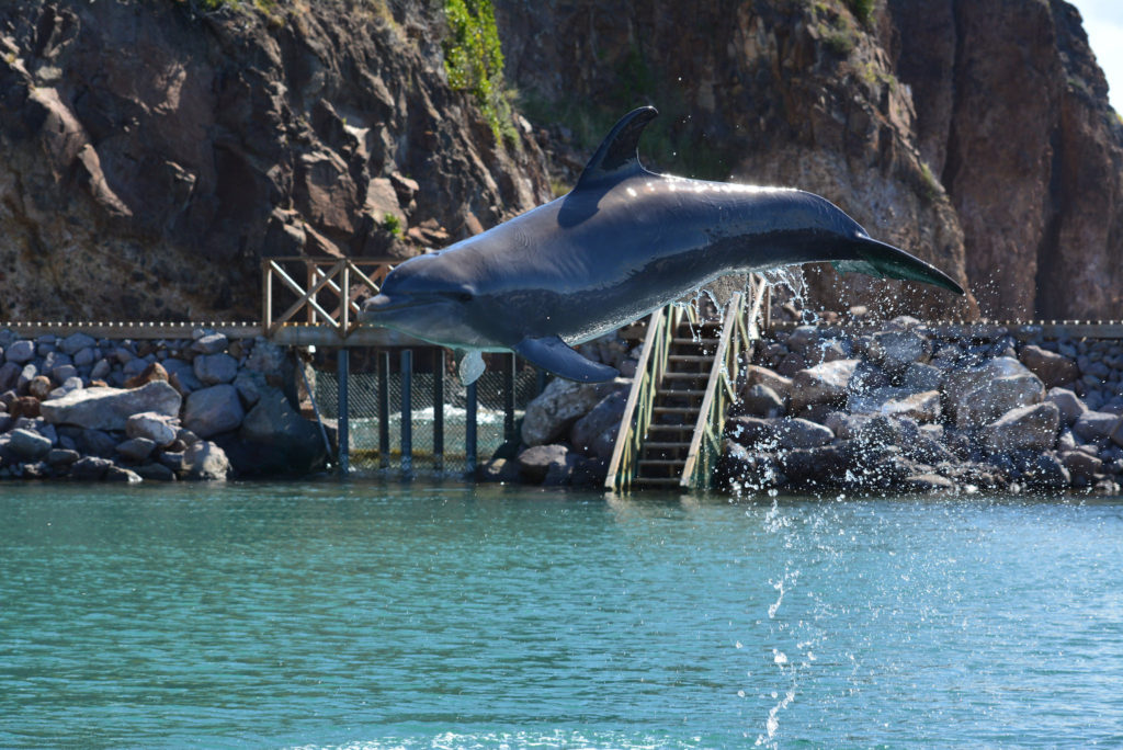 Swim With Dolphins Celebrity Cruises
