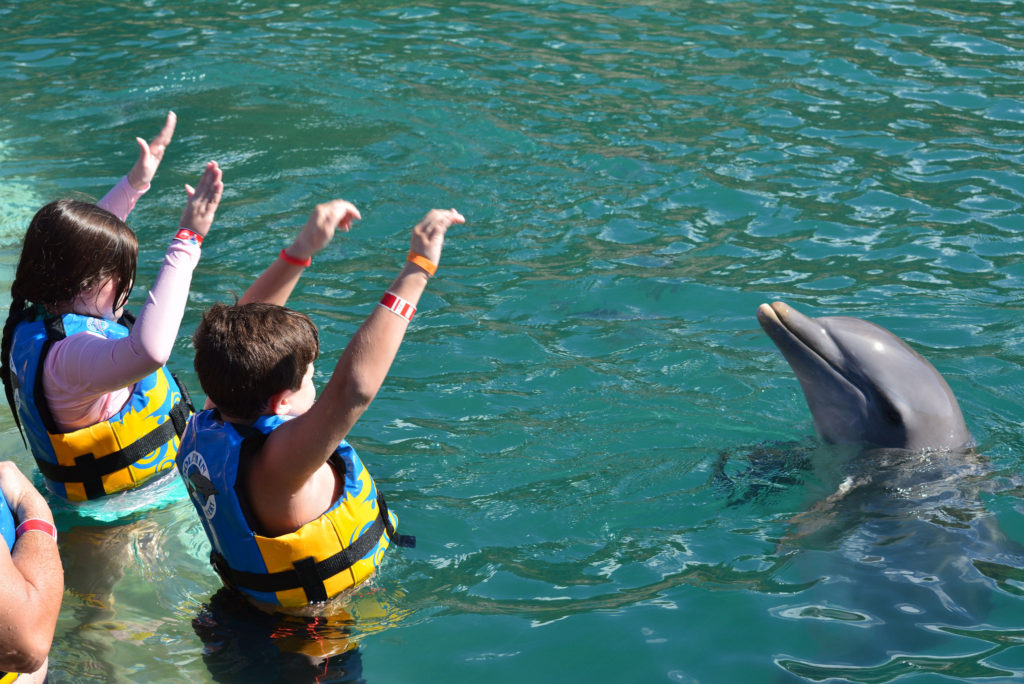 Dolphin Excursion St. Kitts Review