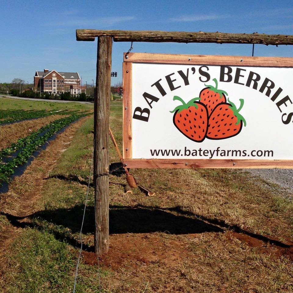 Batey Farms Strawberry Patch