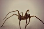 Brown Recluse Phobia