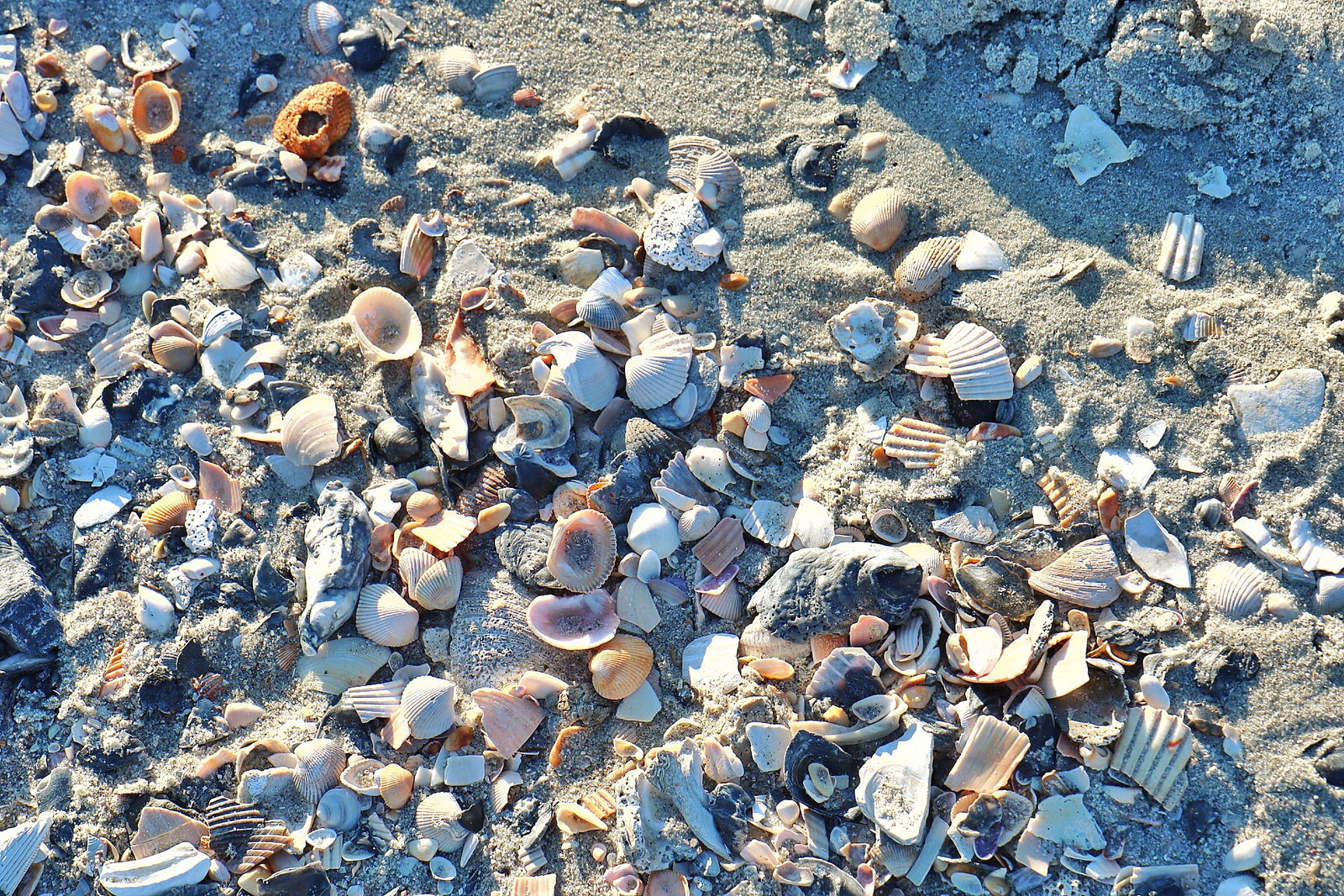 seashell tours myrtle beach sc