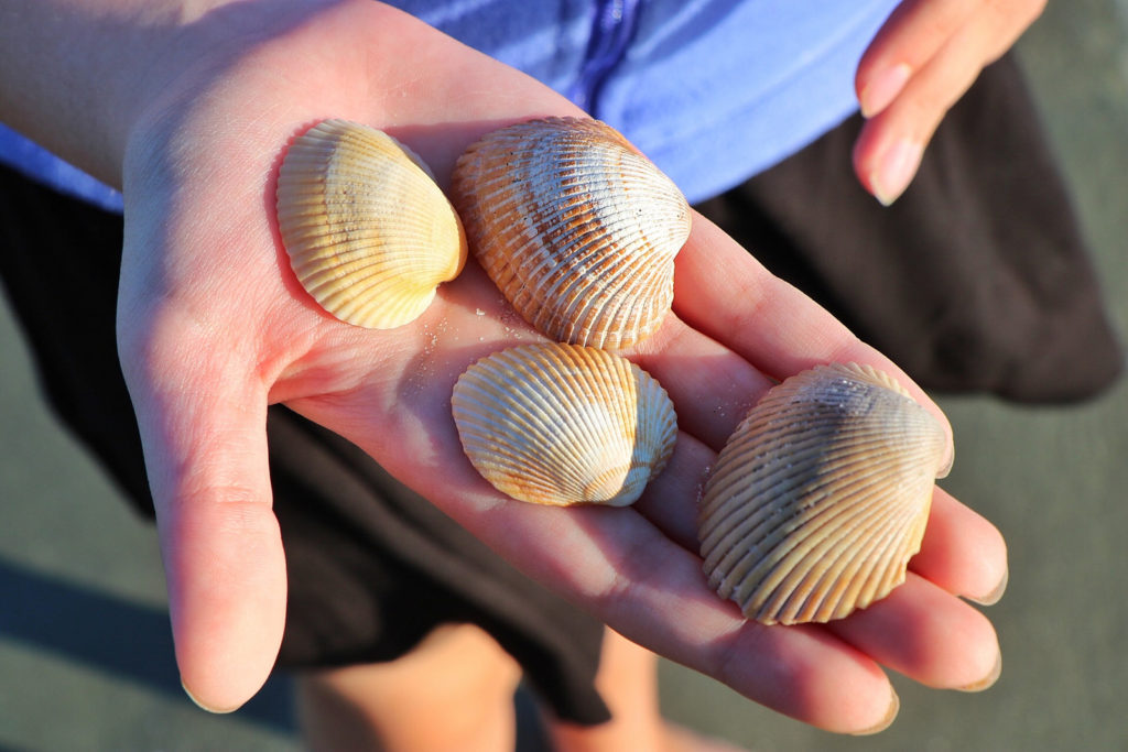 Seashells North Myrtle Beach