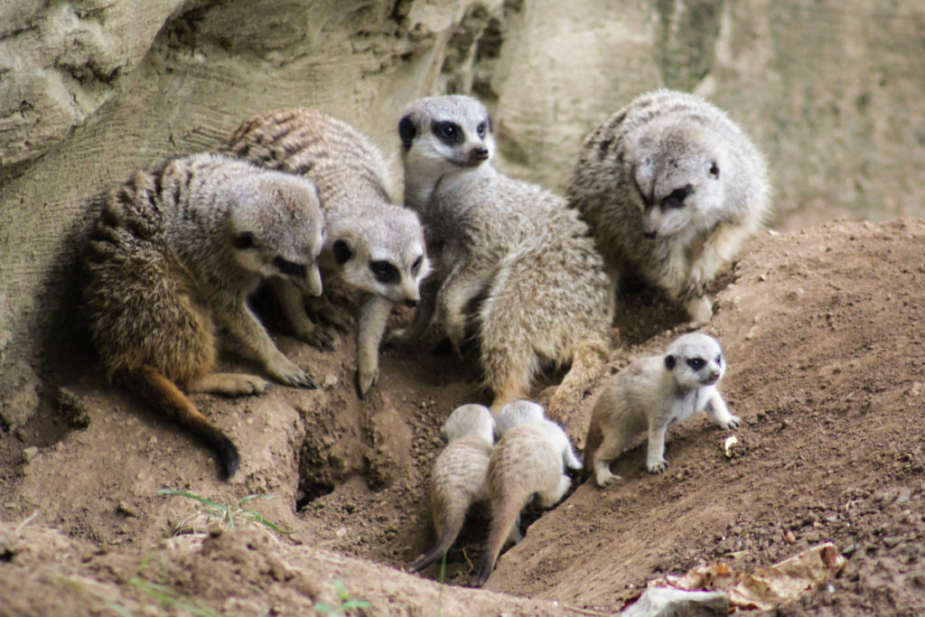 Meerkat Pups Nashville Zoo