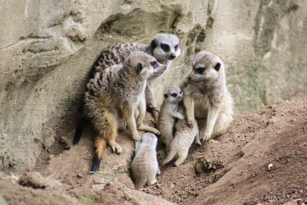 Meerkats Nashville Zoo