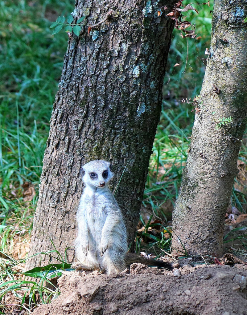 Meerkats Nashville Zoo