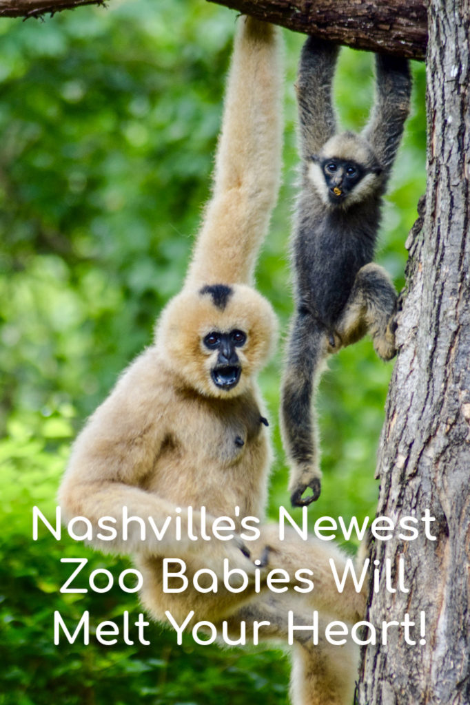 Nashville's newest zoo babies will melt your heart!