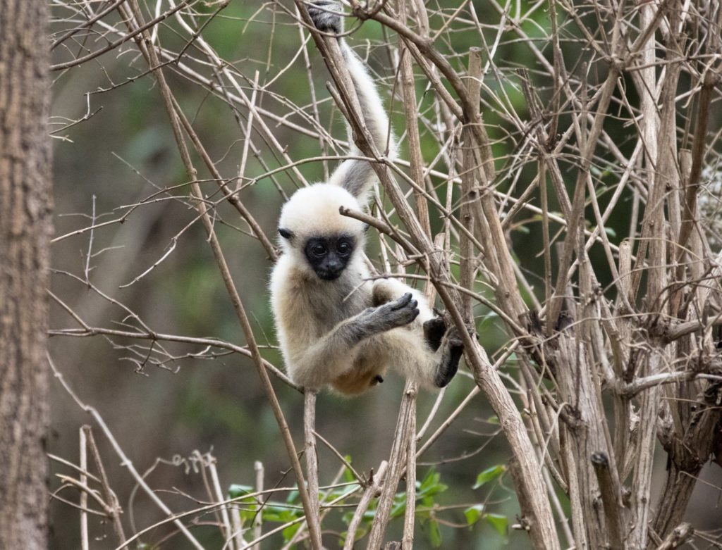 Nashville Zoo Baby Gibbon