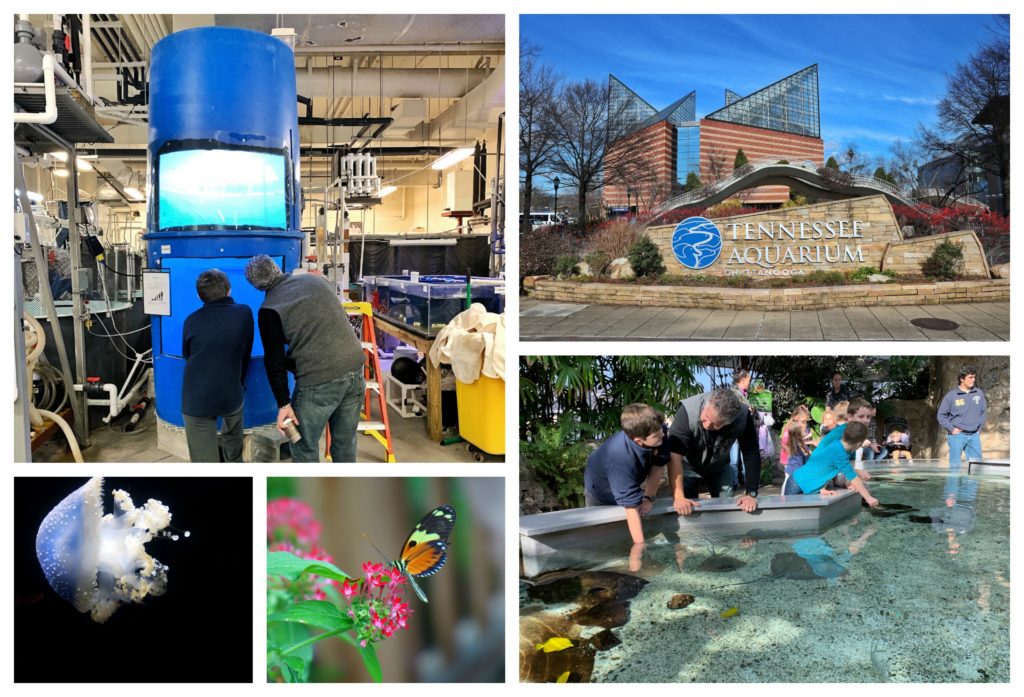 Tennessee Aquarium Review