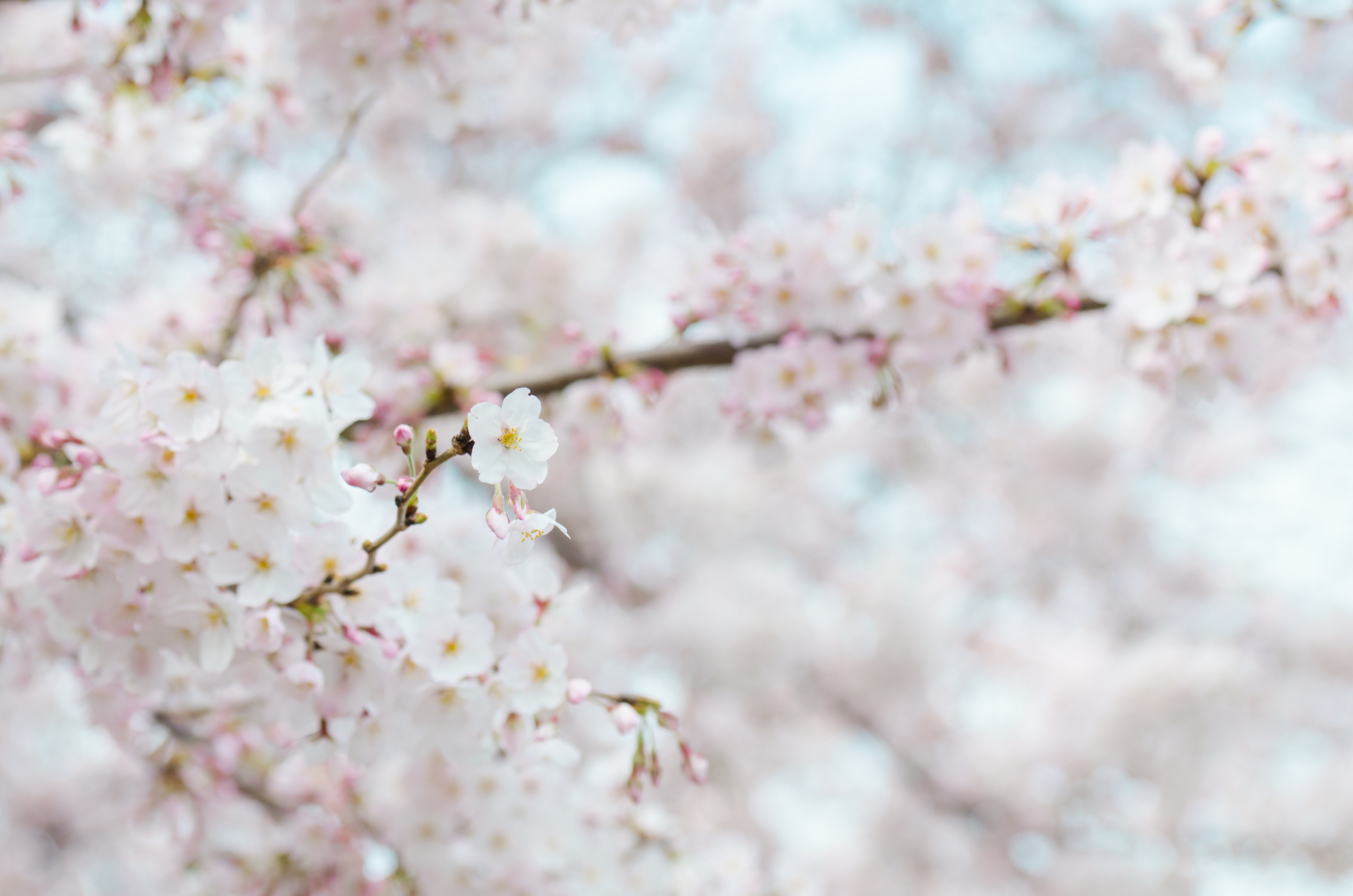 Cherry Blossom Trees Nashville