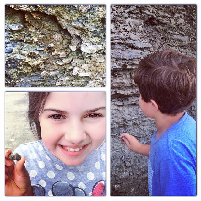 Where to Find Fossils in Nashville